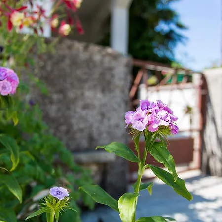Guest house Apartman Studio Tea 1
